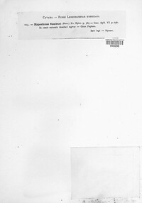 Lyomyces sambuci image